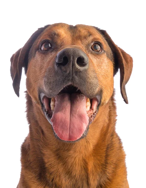 kısa saçlı büyük kahverengi köpek