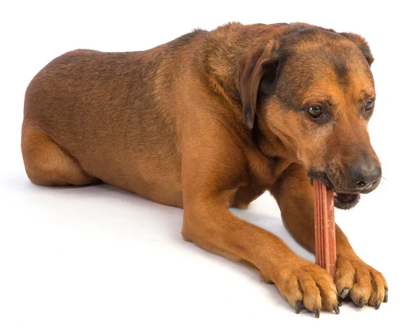 Μεγάλο καφέ σκυλί με κοντά μαλλιά τρώγοντας ένα ραβδί για να μασήσει — Φωτογραφία Αρχείου