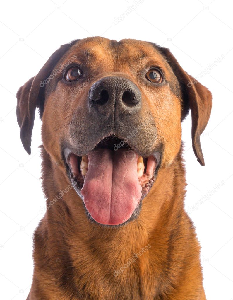 large brown dog with short hair
