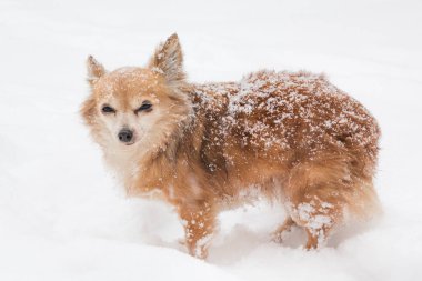 Chihuahua uzun saçlı karda oynuyor