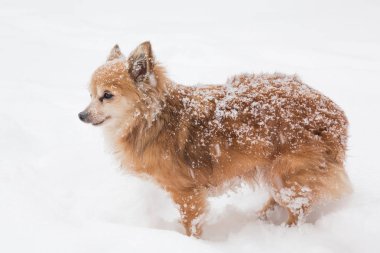 Chihuahua uzun saçlı karda oynuyor