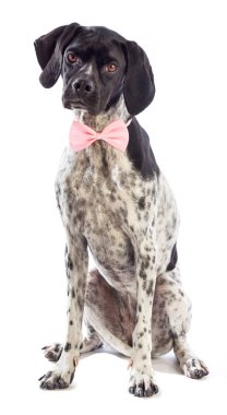 Siyah ve beyaz av köpeği pembe papyon ile