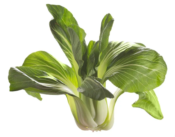 Pak choi Pflanze, asiatisches Gemüse, fertig zum Kochen — Stockfoto
