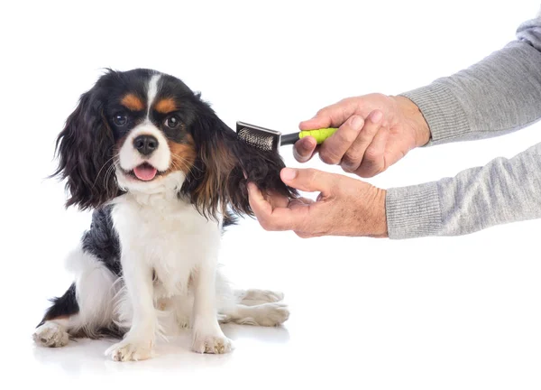 Cavalier king Charles jest trwający oczyszczony szczotką — Zdjęcie stockowe