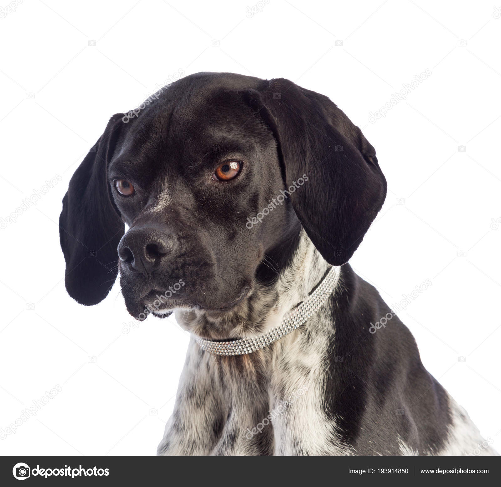 Chien De Chasse Noir Et Blanc Avec Collier Avec Strass