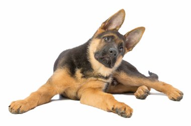 Yavru Alman çoban yalan