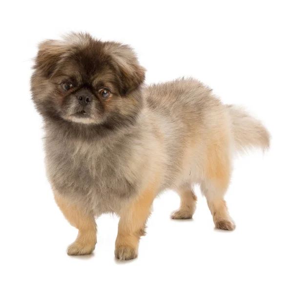 Şirin pekingese — Stok fotoğraf