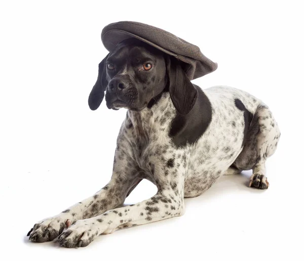 Chien de chasse noir et blanc avec casquette — Photo