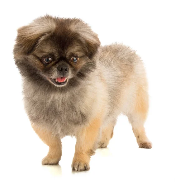 Pekingese Hund im Stand — Stockfoto