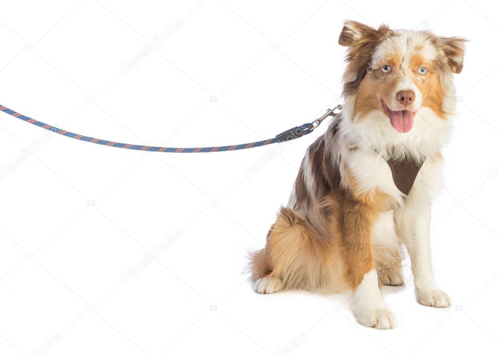 american shepherd seated and leashed with a harness