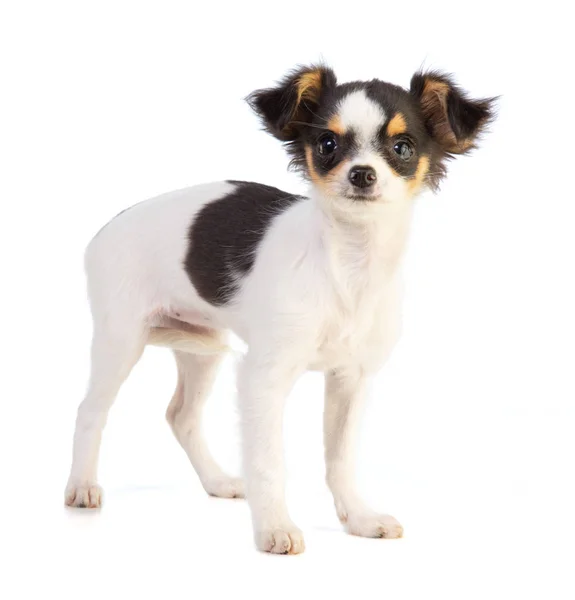 Chihuahua de pé olhando pela frente — Fotografia de Stock