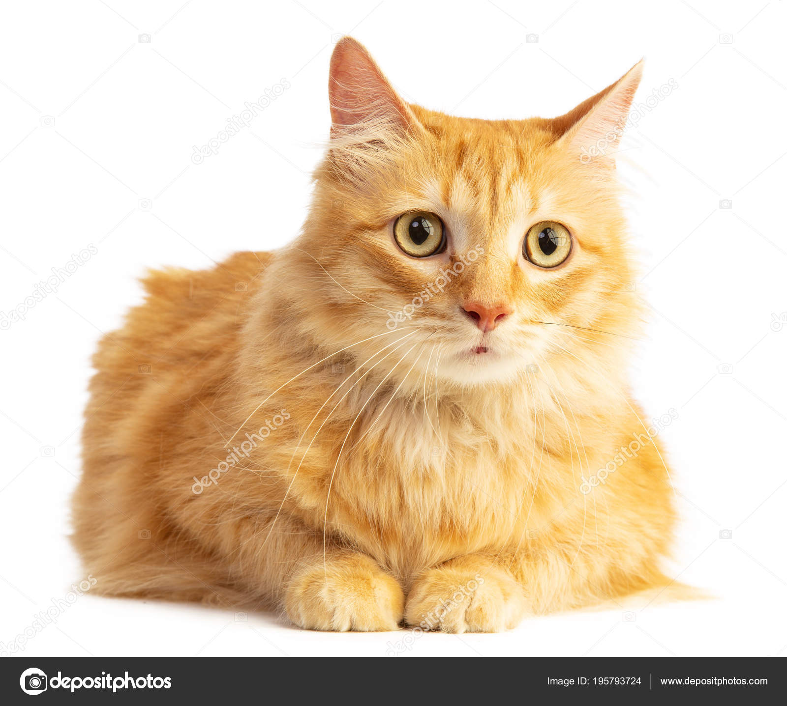 Long Haired Red Haired Cat Looking Ahead Orange Eyes White Stock