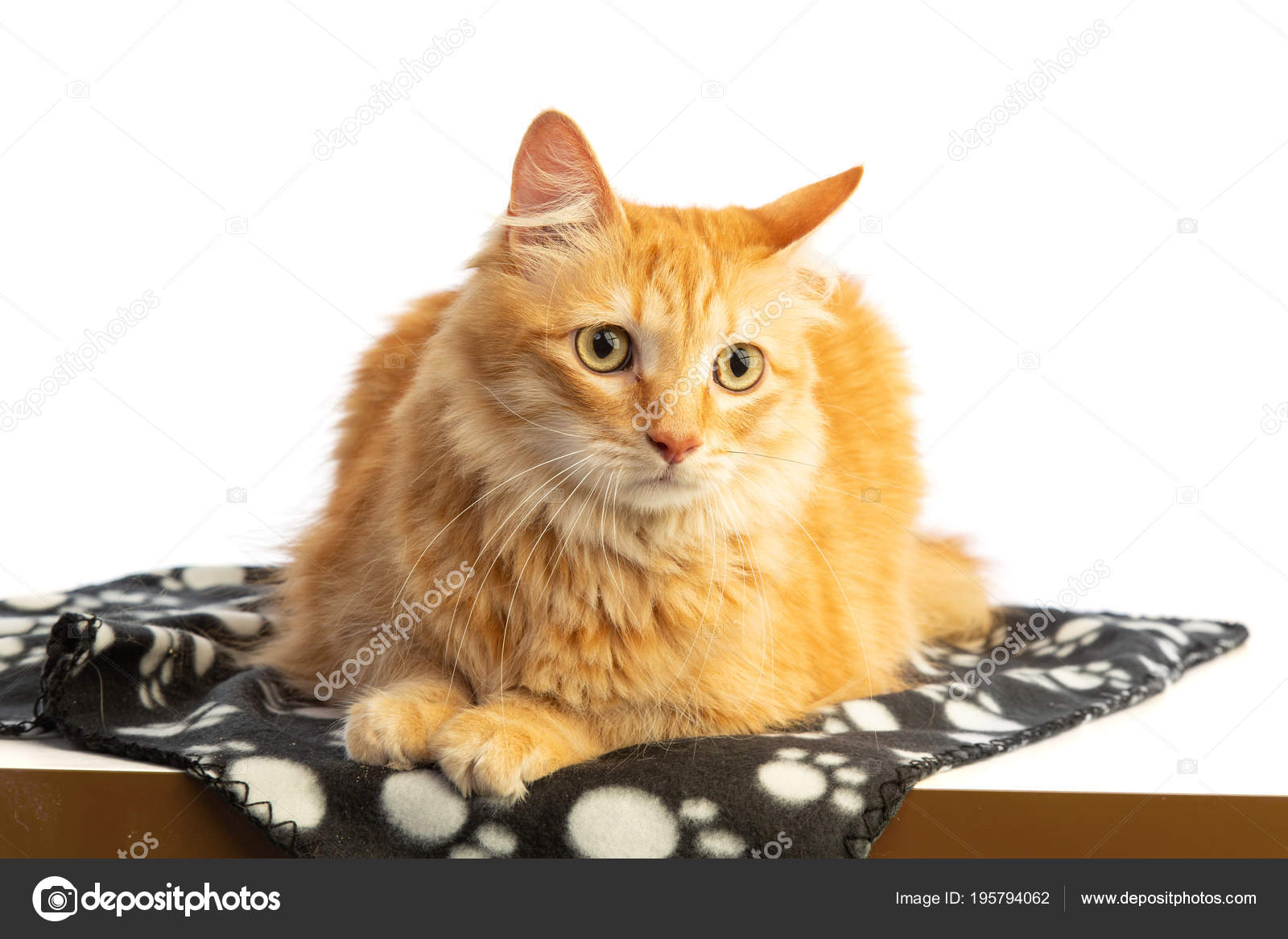 Long Haired Red Haired Cat Looking Ahead Orange Eyes White Stock