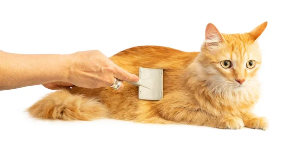 Gato Rojo Pelo Largo Siendo Cepillado Sobre Fondo Blanco — Foto de Stock