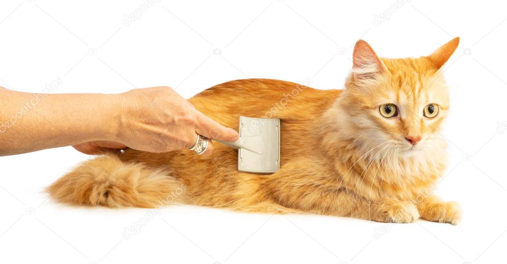 Long-haired red cat being brushed against a white background