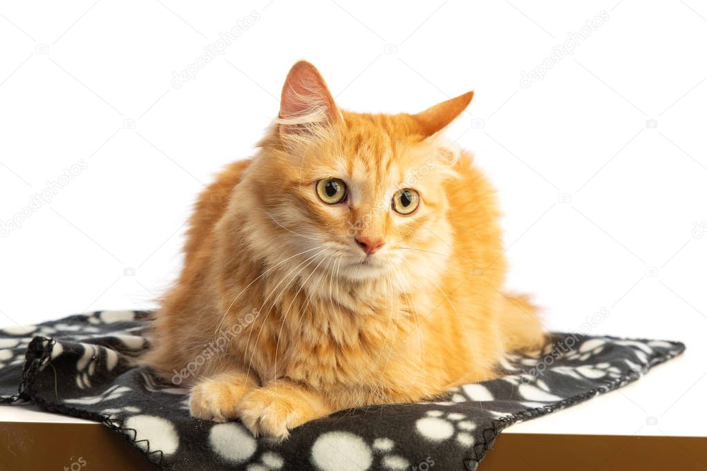 Long-haired red-haired cat looking ahead with orange eyes on a white background