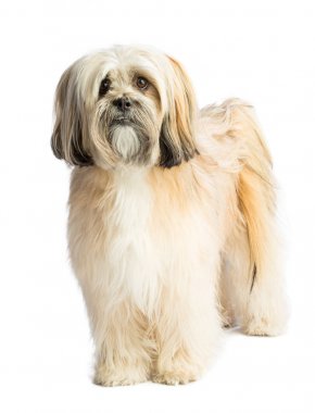 Lhassa Apso ayakta düz beyaz arka plan üzerinde ileriye