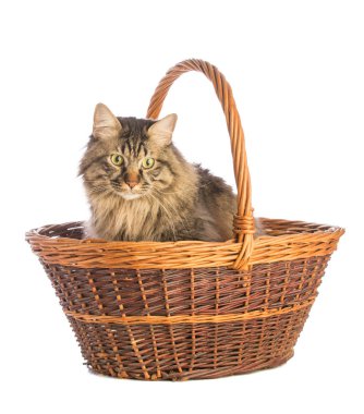 Büyük kedi Norveççe, sepette beyaz arka plan üzerinde uzun saçlı kedi