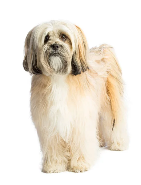 Lhassa Apso Steht Geradeaus Auf Weißem Hintergrund — Stockfoto