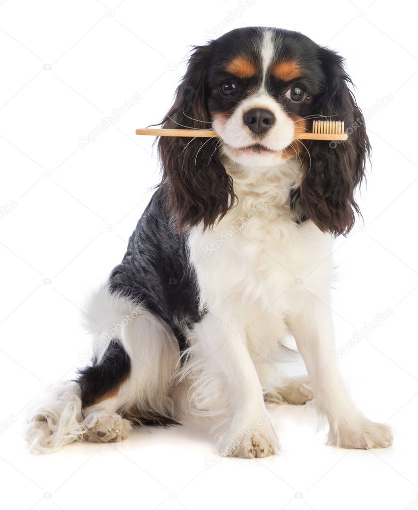 Cavalier king Charles Spaniel with a toothbrush in the mouth on white background