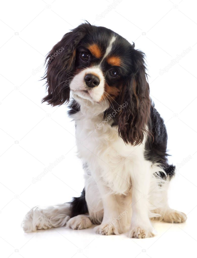 Cavalier king Charles Spaniel sitting on a white background and looking straight ahead