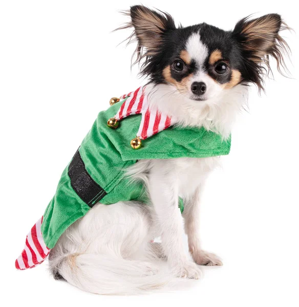 Chihuahua sentado en un traje de duende para Navidad — Foto de Stock