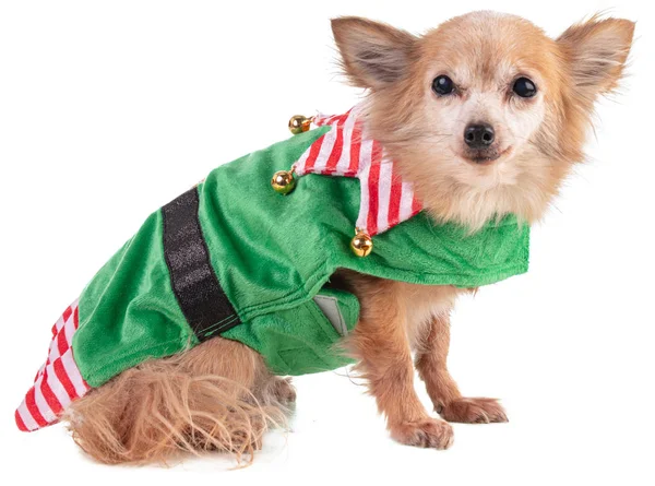 Chihuahua sentado en un traje de duende para Navidad — Foto de Stock