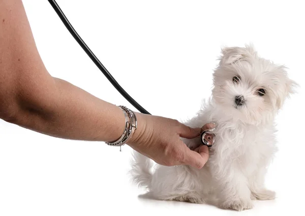 Мальтийский щенок-бишон со стетоскопом — стоковое фото