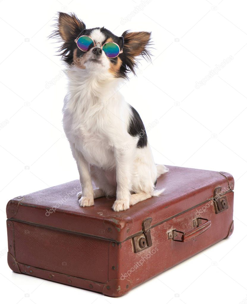 Chihuahua on a suitcase with glasses