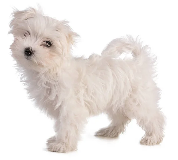 Maltese bichon puppy standing — ストック写真