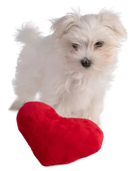Cachorro de bichón maltés con corazón — Foto de Stock
