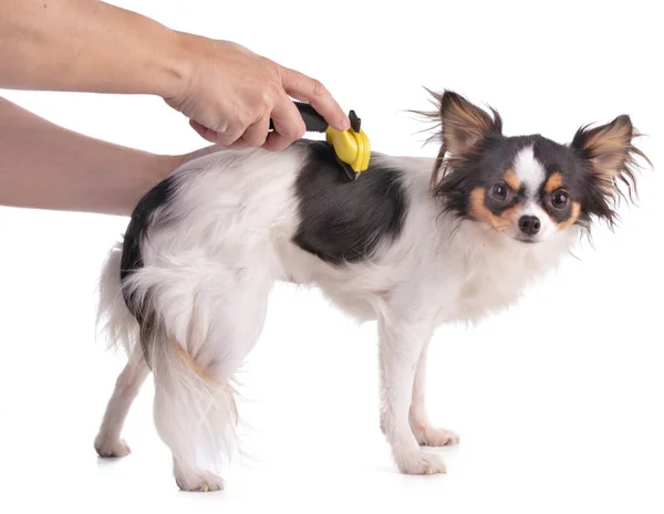 Chihuahua sarı bir fırçayla fırçaladı.