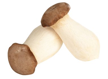 Pleurotus eryngii mantarları
