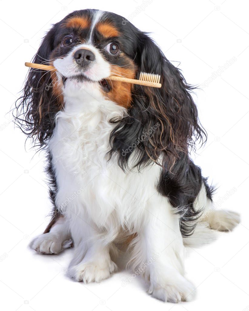 Cavalier king Charles spaniel sitting with a toothbrush 