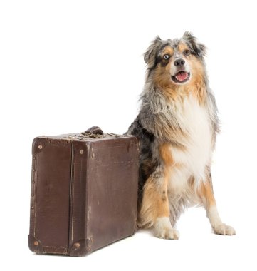 Avustralyalı çoban mavi merle çanta