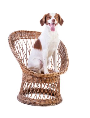 Brittany Spaniel hasır sandalyede oturuyor.