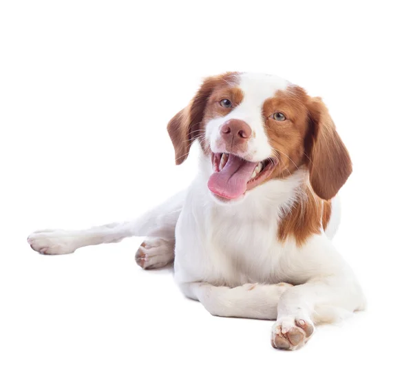 Brittany spaniel deitado — Fotografia de Stock