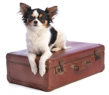 Beyaz arka planda bir bavulda Chihuahua.