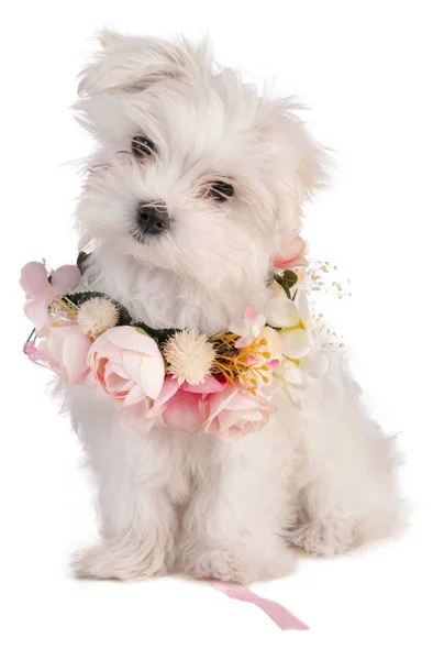 Cachorro Bichón Maltés Con Flores Sobre Fondo Blanco — Foto de Stock
