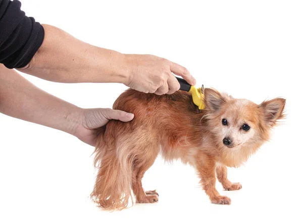 白を基調とした黄色のブラシで古い赤Chihuahua — ストック写真