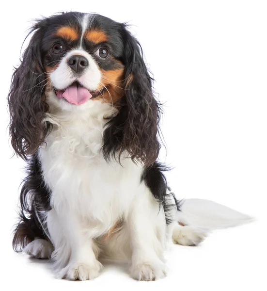 Şövalye Kral Charles Spaniel beyaz arka planda oturuyor.