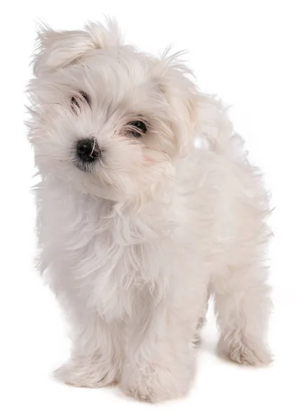 Cucciolo Bichon Maltese Piedi Sfondo Bianco — Foto Stock