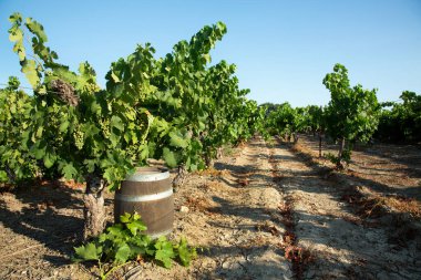 Yeşil üzümlü ve fıçılı üzüm suyu.