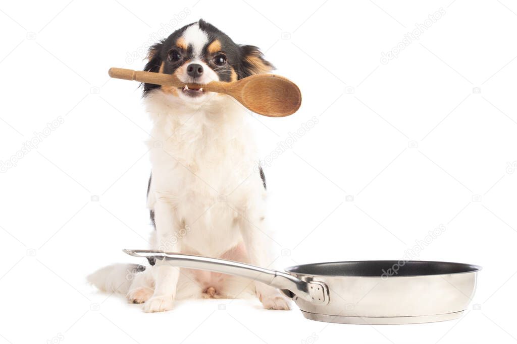 Chihuahua dog with a wooden spoon in the mouth next to a pan on a white background