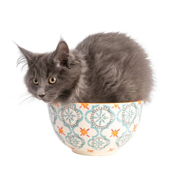 Joven Gato Maine Coon Gris Sobre Fondo Blanco —  Fotos de Stock