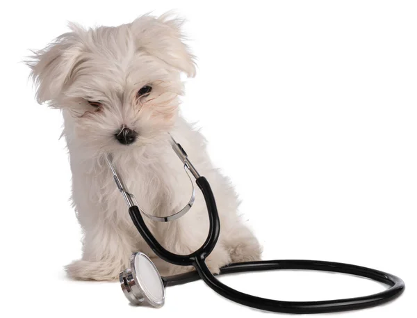 Maltese Bichon Puppy Stethoscope White Background — Stock Photo, Image