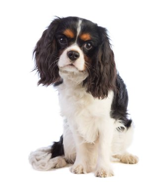 Cavalier beyaz bir arka plan üzerinde oturan ve düz ileriye baktığımızda Charles kral