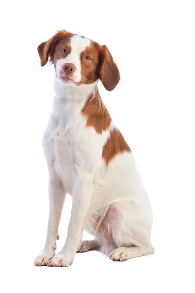 Brittany Spaniel Sentada Sobre Fondo Blanco — Foto de Stock