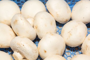 Çiğ mantarlar pişmeye hazır.