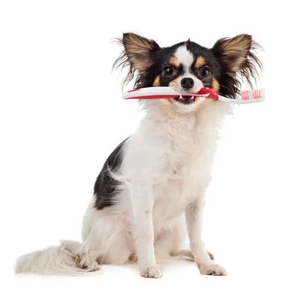 Chihuahua Com Uma Escova Dentes Boca Fundo Branco — Fotografia de Stock